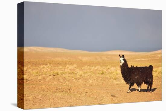 South American Llama-zanskar-Premier Image Canvas