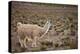South American Llama-zanskar-Premier Image Canvas