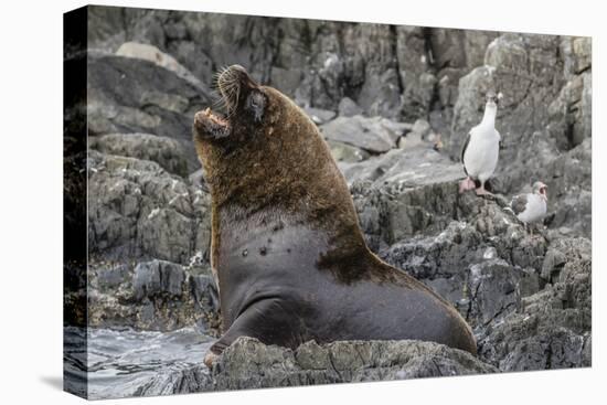 South American Sea Lion Bull (Otaria Flavescens) at Breeding Colony Just Outside Ushuaia, Argentina-Michael Nolan-Premier Image Canvas