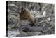 South American Sea Lion Bull (Otaria Flavescens) at Breeding Colony Just Outside Ushuaia, Argentina-Michael Nolan-Premier Image Canvas