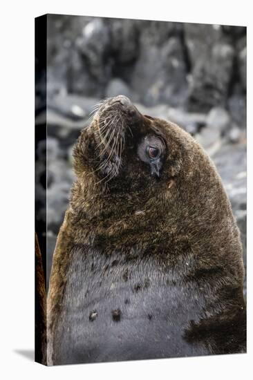 South American Sea Lion Bull (Otaria Flavescens) at Breeding Colony Just Outside Ushuaia, Argentina-Michael Nolan-Premier Image Canvas