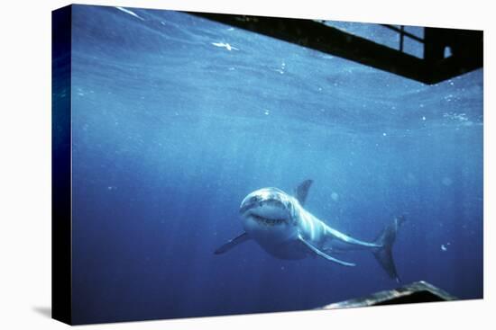 South Australia, Great White Shark, Carcharodon Carcharias-Stuart Westmorland-Premier Image Canvas