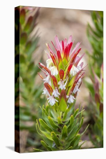 South Cape Town. Protea Flower Close-up-Fred Lord-Premier Image Canvas