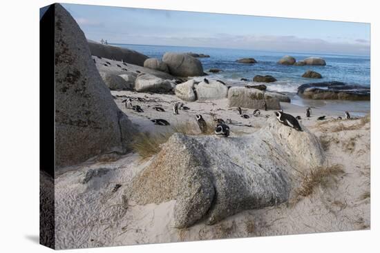 South Cape Town, Simon's Town. African Penguins at Foxy Beach-Cindy Miller Hopkins-Premier Image Canvas
