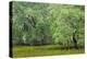 South Carolina, Charleston, Edisto Beach SP. Oak Trees Next to Swamp-Don Paulson-Premier Image Canvas