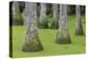 South Carolina, Charleston. Tupelo Trees in Swamp Water-Don Paulson-Premier Image Canvas