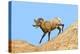 South Dakota, Badlands National Park, Full Curl Bighorn Sheep Climbing Down Roadside Hill-Bernard Friel-Premier Image Canvas