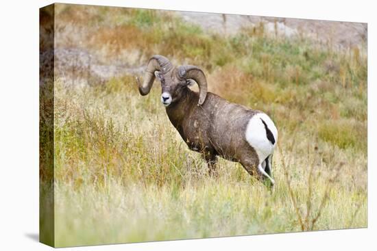 South Dakota, Badlands National Park, Full Curl Bighorn Sheep Grazing Along Roadway-Bernard Friel-Premier Image Canvas