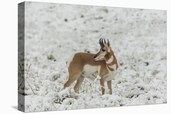 South Dakota, Custer SP. Pronghorn Antelope in Snow-Covered Field-Cathy & Gordon Illg-Premier Image Canvas