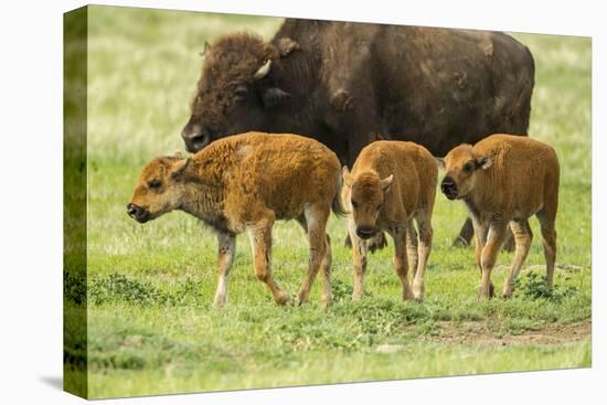 South Dakota, Custer State Park. Bison Calves and Adult-Jaynes Gallery-Premier Image Canvas