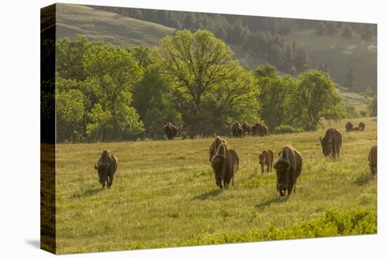 South Dakota, Custer State Park. Bison Herd in Field-Jaynes Gallery-Premier Image Canvas