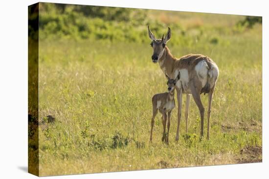 South Dakota, Custer State Park. Pronghorn Doe and Fawn-Jaynes Gallery-Premier Image Canvas