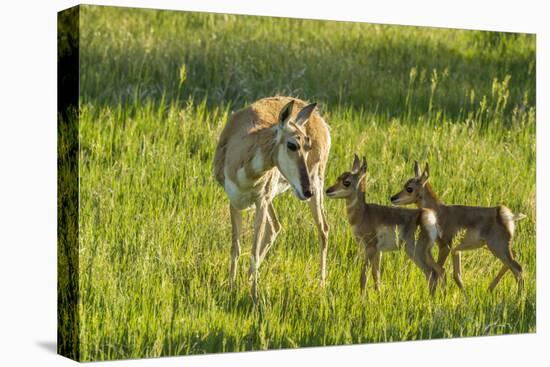 South Dakota, Custer State Park. Pronghorn Doe and Fawns-Jaynes Gallery-Premier Image Canvas