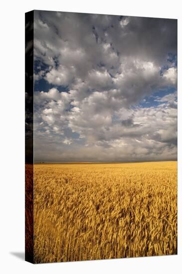 South Dakota, Summer Morning Wheat Fields on the South Dakota Prairie-Judith Zimmerman-Premier Image Canvas