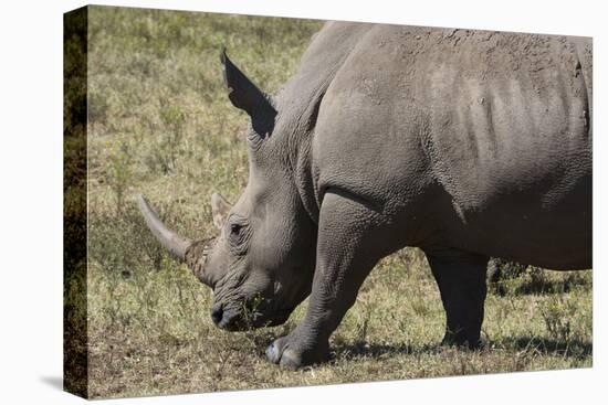 South Durban. Tala Game Reserve. White Rhino-Cindy Miller Hopkins-Premier Image Canvas