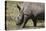 South Durban. Tala Game Reserve. White Rhino-Cindy Miller Hopkins-Premier Image Canvas