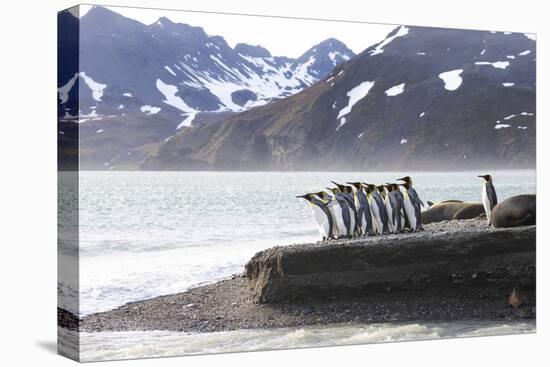 South Georgia. A group of king penguins walk on the beach in a tight bunch.-Ellen Goff-Premier Image Canvas