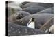 South Georgia. A king penguin finds its way through the elephant seals lying on the beach-Ellen Goff-Premier Image Canvas