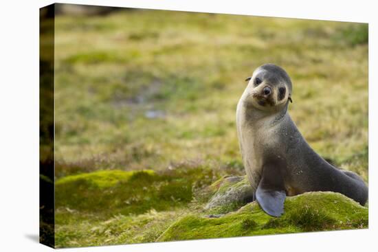 South Georgia. Antarctic Fur Seal, Arctocephalus Gazella, Pup-Inger Hogstrom-Premier Image Canvas