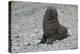 South Georgia. Antarctic Fur Seal, Arctocephalus Gazella, Pup-Inger Hogstrom-Premier Image Canvas