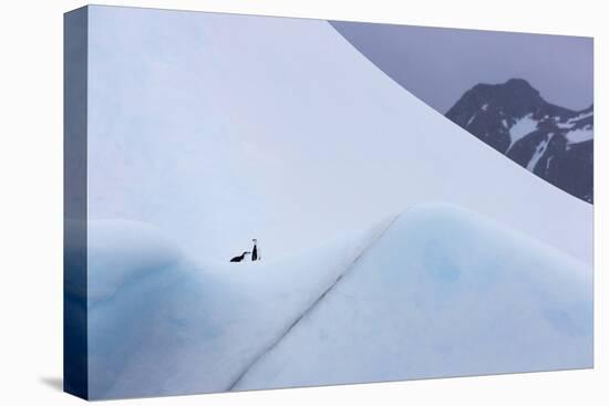 South Georgia Island. Chinstrap Penguins Ride an Iceberg as it Floats by Mountain-Jaynes Gallery-Premier Image Canvas