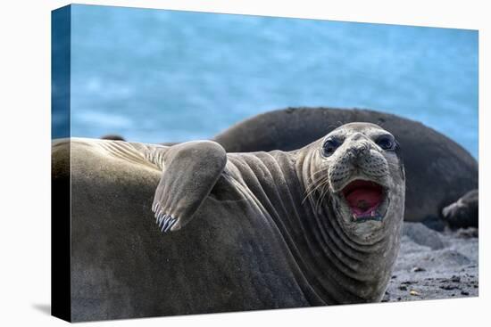 South Georgia Island. Female southern elephant seal raises its flipper and opens mouth-Howie Garber-Premier Image Canvas