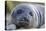 South Georgia Island, Godthul. Close-Up of Juvenile Elephant Seal-Jaynes Gallery-Premier Image Canvas