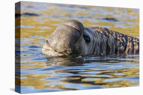 South Georgia Island, Godthul. Close-Up of Male Elephant Seal in Water-Jaynes Gallery-Premier Image Canvas