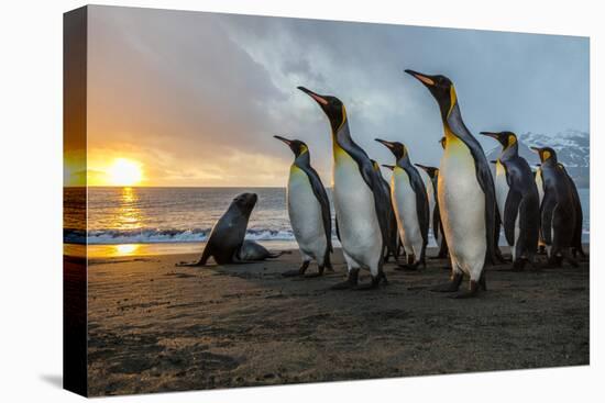 South Georgia Island, Gold Harbor. King Penguins and Fur Seal on Beach at Sunrise-Jaynes Gallery-Premier Image Canvas