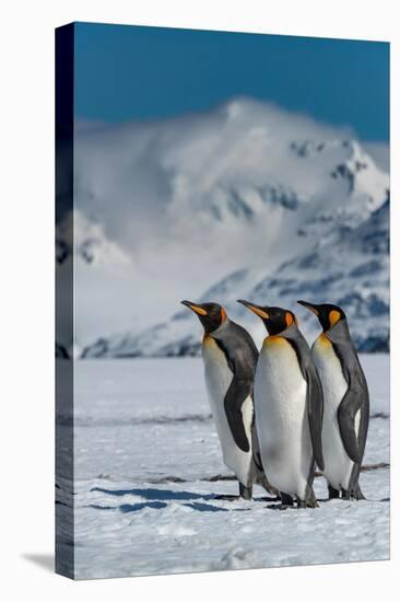 South Georgia Island. Group of king penguins walk on snowy shore of Salisbury Plain-Howie Garber-Premier Image Canvas