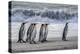 South Georgia Island. King penguins marching in front of Crashing Wave-Howie Garber-Premier Image Canvas