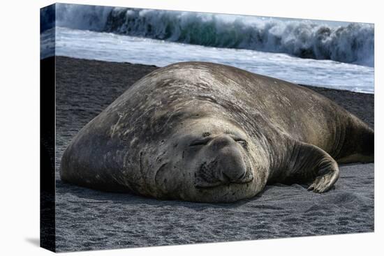 South Georgia Island. Male Elephant Seal on the beach at Right Whale Bay.-Howie Garber-Premier Image Canvas