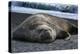 South Georgia Island. Male Elephant Seal on the beach at Right Whale Bay.-Howie Garber-Premier Image Canvas