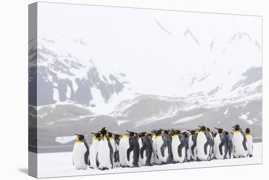 South Georgia Island, Right Whale Bay. Penguins Huddle Together in Snowstorm-Jaynes Gallery-Premier Image Canvas