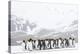 South Georgia Island, Right Whale Bay. Penguins Huddle Together in Snowstorm-Jaynes Gallery-Premier Image Canvas
