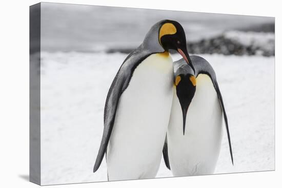 South Georgia Island, Salisbury, Plain, King Penguins-Hollice Looney-Premier Image Canvas