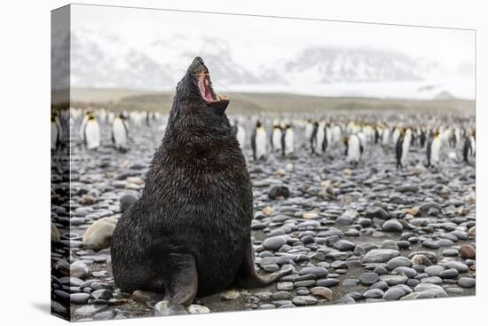 South Georgia Island, Salisbury Plains. Fur Seal Makes Warning Call to Protect His Territory-Jaynes Gallery-Premier Image Canvas