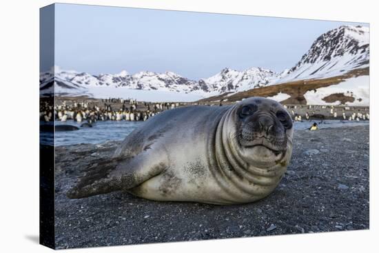 South Georgia Island, St. Andrew's Bay. Close-Up of Elephant Seal Pup on Beach-Jaynes Gallery-Premier Image Canvas