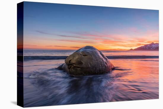 South Georgia Island, St. Andrew's Bay. Elephant Seal in Beach Surf at Sunrise-Jaynes Gallery-Premier Image Canvas