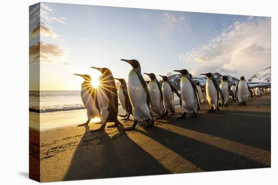 South Georgia Island, St. Andrew's Bay. King Penguins Walk on Beach at Sunrise-Jaynes Gallery-Premier Image Canvas