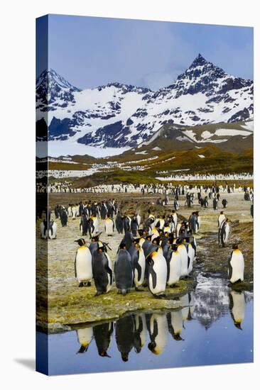 South Georgia Island, St. Andrew's Bay, King Penguins-Hollice Looney-Premier Image Canvas