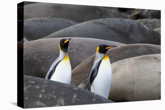 South Georgia. King penguins find their way through the elephant seals lying on the beach.-Ellen Goff-Premier Image Canvas