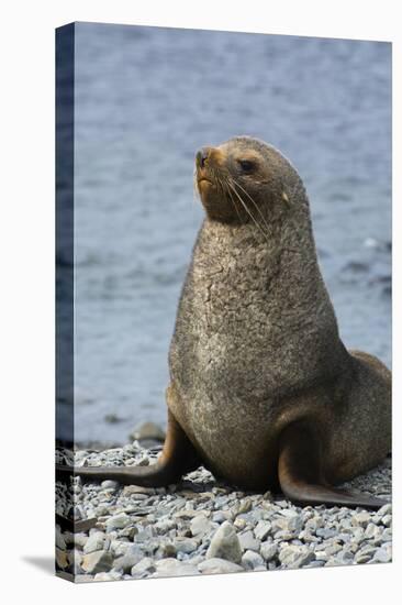 South Georgia. Male Antarctic Fur Seal, Arctocephalus Gazella-Inger Hogstrom-Premier Image Canvas