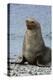 South Georgia. Male Antarctic Fur Seal, Arctocephalus Gazella-Inger Hogstrom-Premier Image Canvas