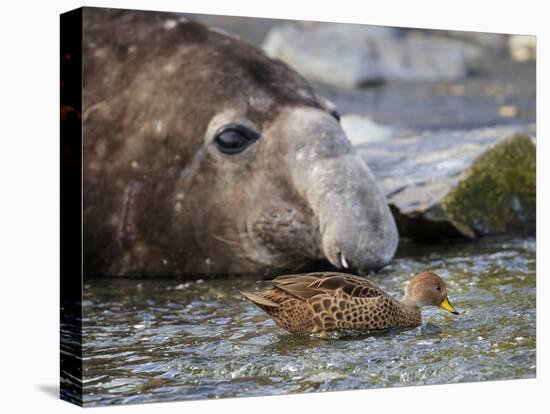 South Georgia pintail swimming in front of Southern elephant seal, Gold Harbour, South Georgia-Tony Heald-Premier Image Canvas