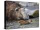 South Georgia pintail swimming in front of Southern elephant seal, Gold Harbour, South Georgia-Tony Heald-Premier Image Canvas