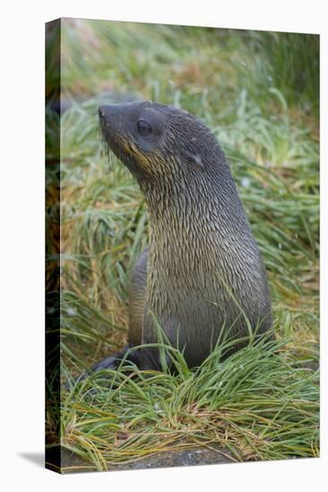 South Georgia. Prion Island. Antarctic Fur Seal in Tussock During Snow-Inger Hogstrom-Premier Image Canvas