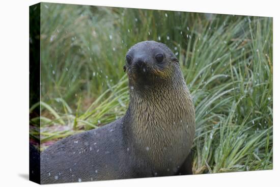 South Georgia. Prion Island. Antarctic Fur Seal in Tussock During Snow-Inger Hogstrom-Premier Image Canvas