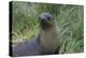 South Georgia. Prion Island. Antarctic Fur Seal in Tussock During Snow-Inger Hogstrom-Premier Image Canvas