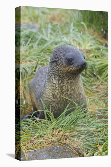 South Georgia. Prion Island. Antarctic Fur Seal in Tussock During Snow-Inger Hogstrom-Premier Image Canvas